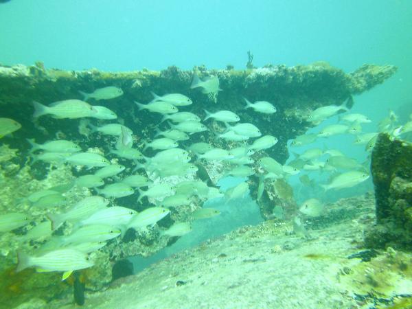 A school of fish swims in front of a shipwreck in Anguilla