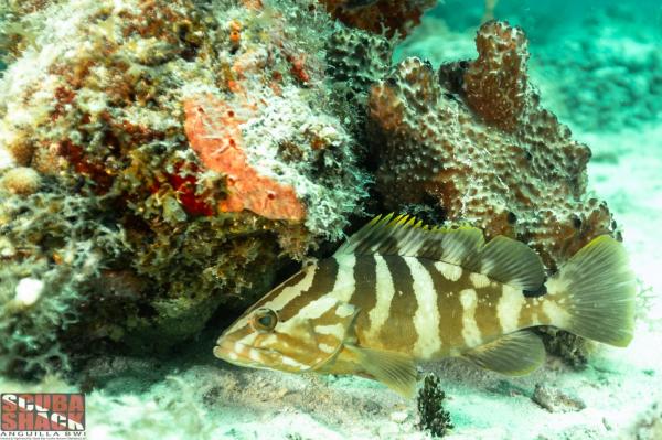 A striped fish swims in the clear tranquil waters of Anguilla