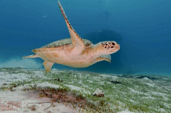 A sea turtle swims in the tranquil blue waters of Anguilla, British West Indies