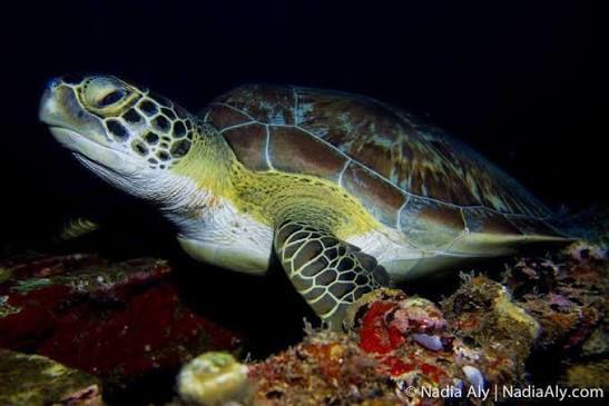 Photo credit: @nadiaaly