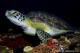 JOIN OUR NIGHT DIVES