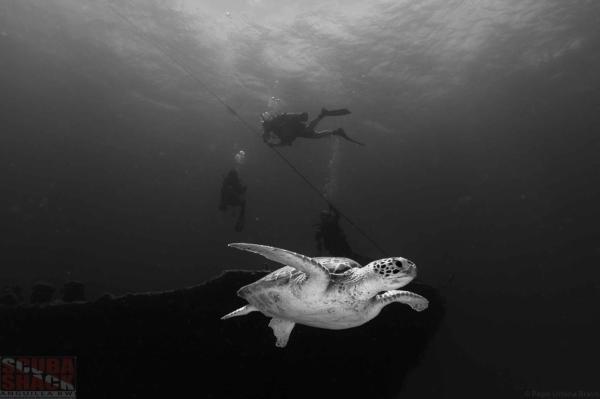 a sea turtle floats in the Caribbean Sea with two divers featured behind it