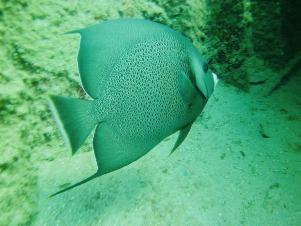 A fish swims in the waters of Anguilla